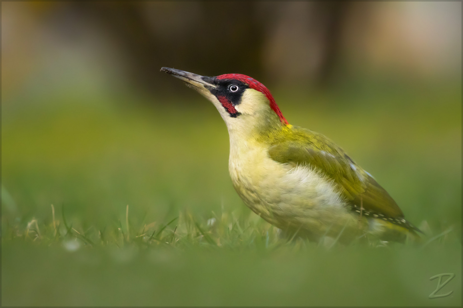 Grünspecht (European green woodpecker)