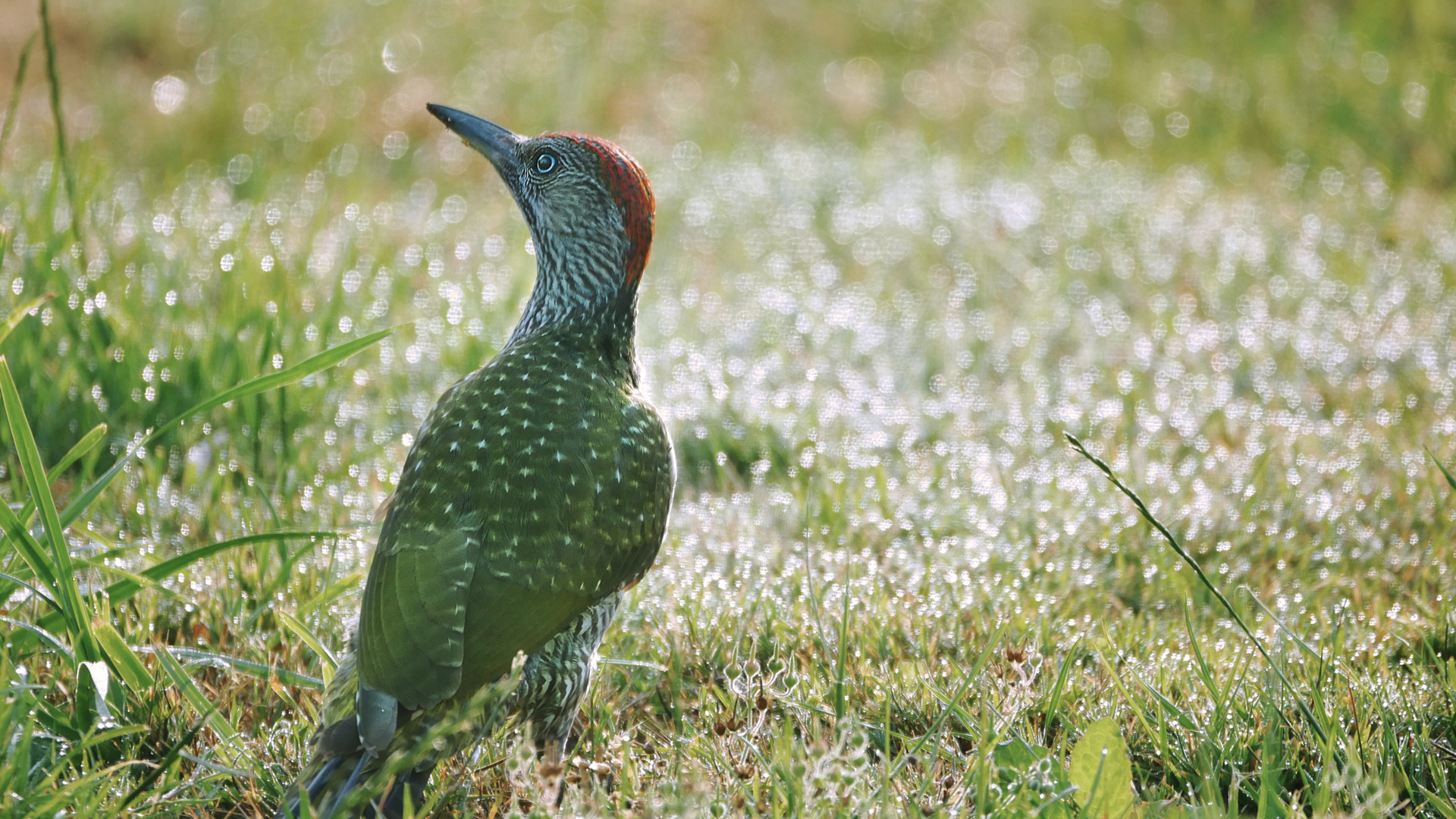 Grünspecht Foto & Bild natur, tiere, vögel Bilder auf