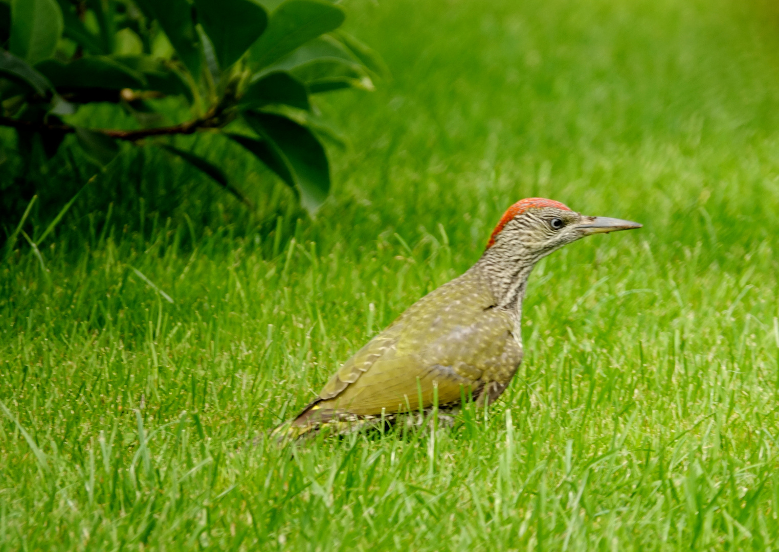 Grünspecht / Grasspecht / Erdspecht