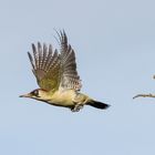 Grünspecht im Flug