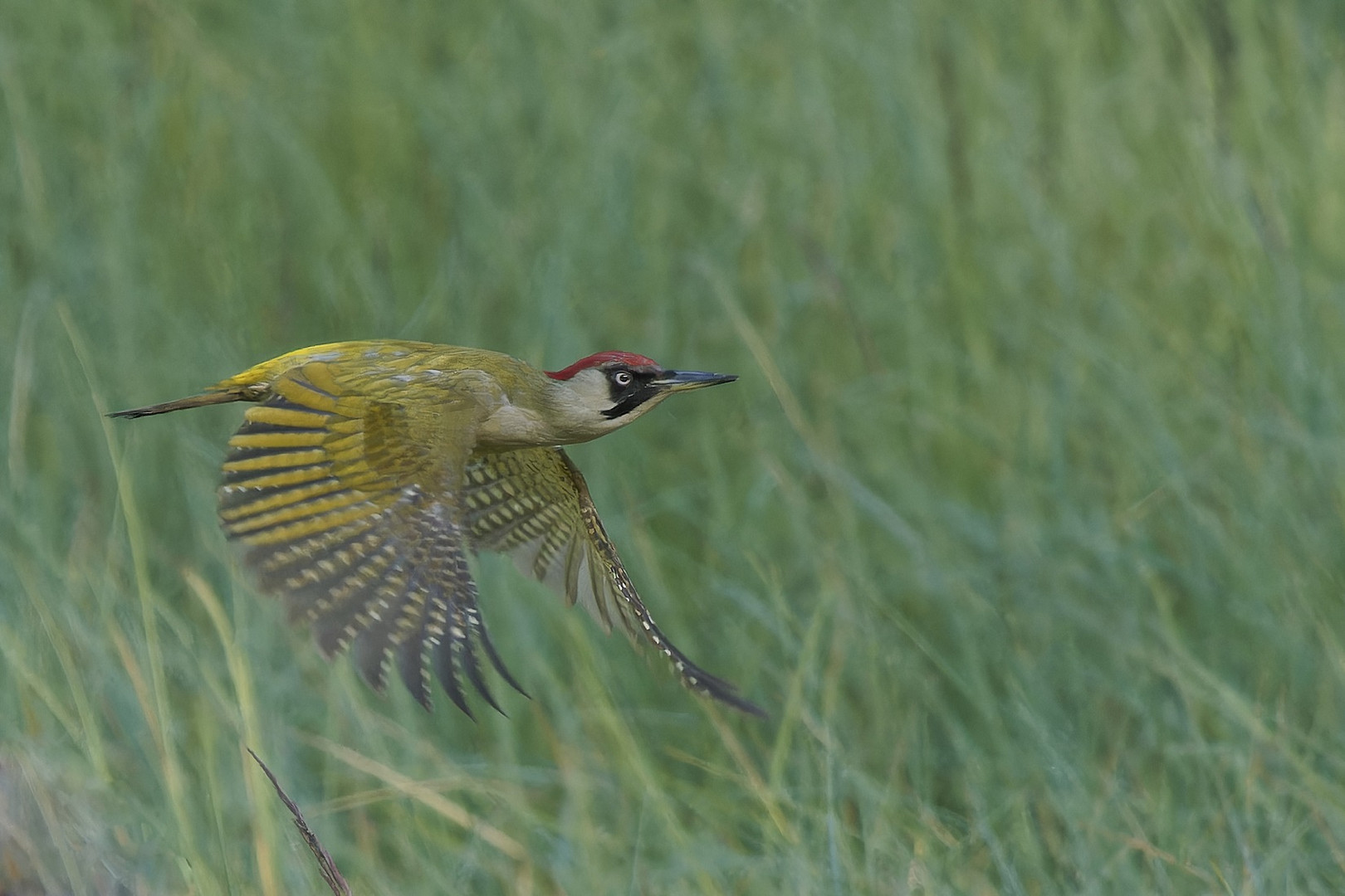 Grünspecht im Flug