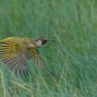 Grünspecht im Flug