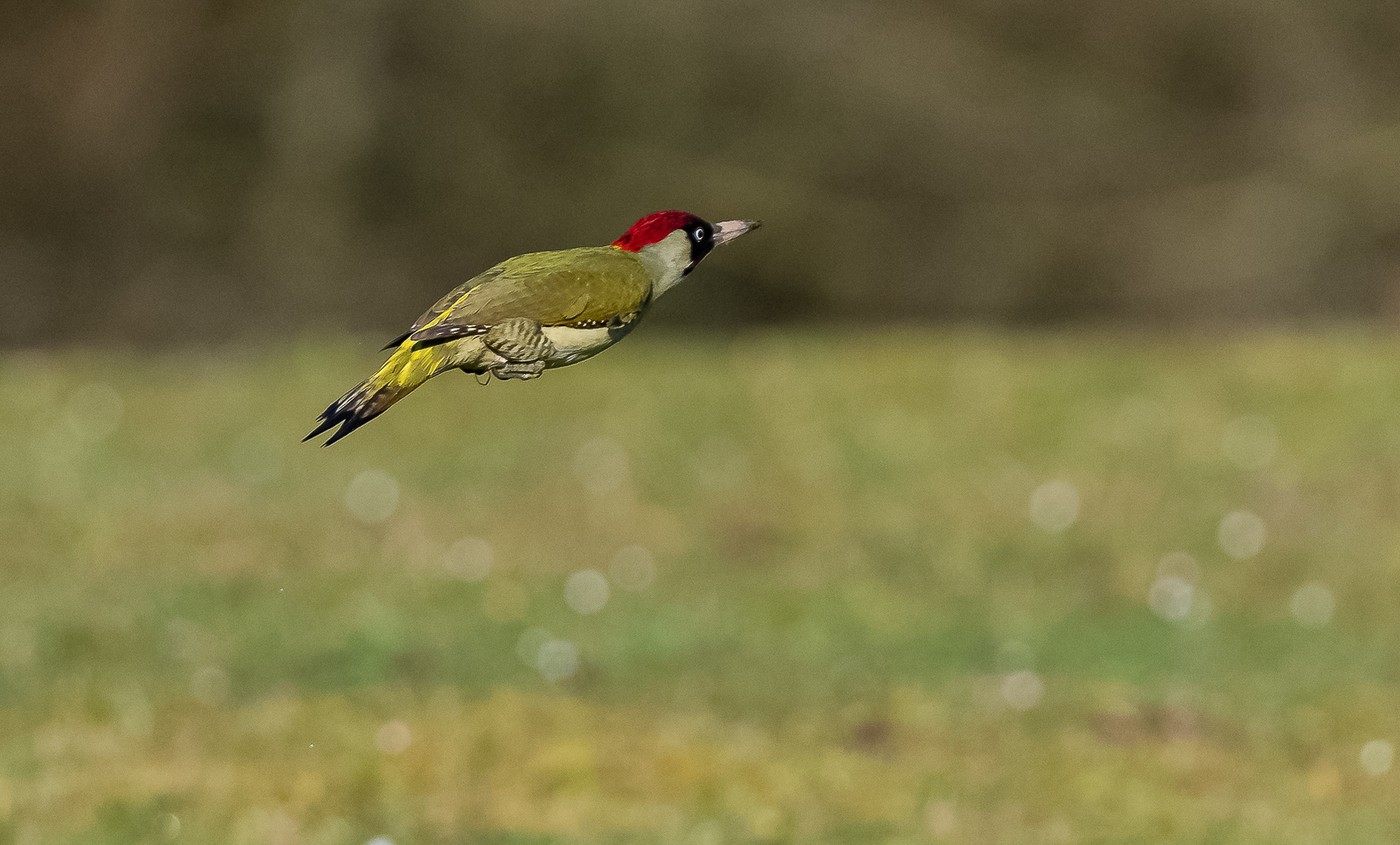 Grünspecht im Flug