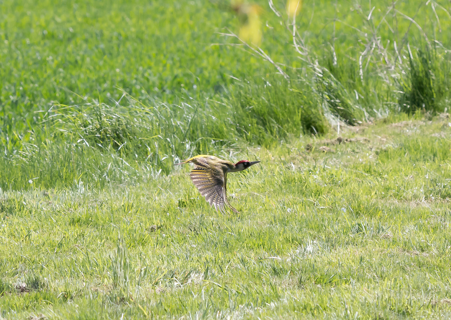 Grünspecht im Flug