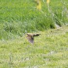 Grünspecht im Flug