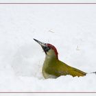 Grünspecht im Garten