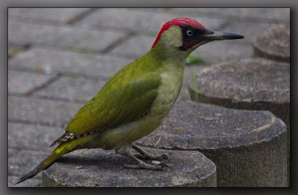 Grünspecht Im Garten / Grunspecht Im Garten Seite 2 Vogel