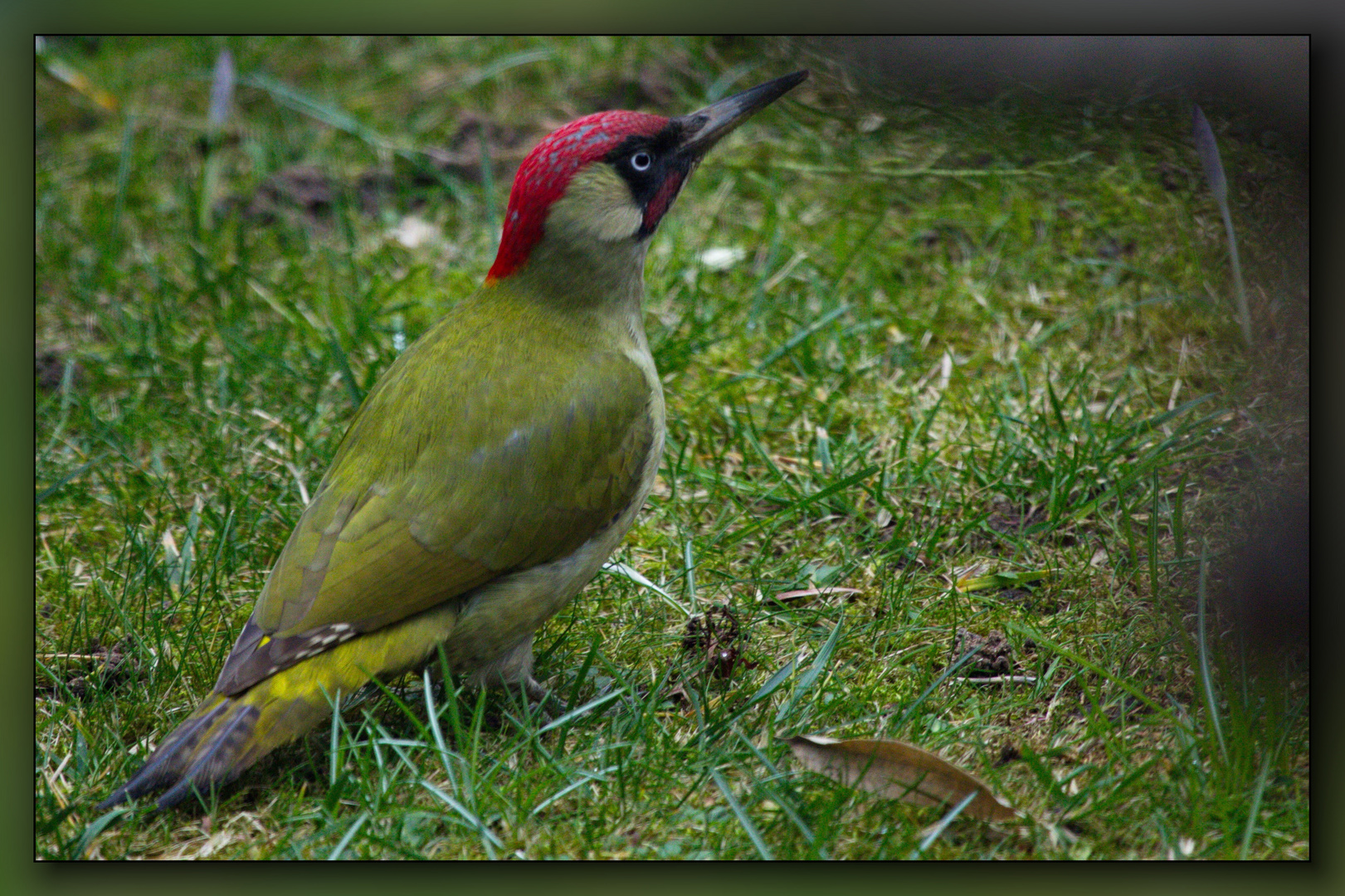 Grünspecht im Garten 2