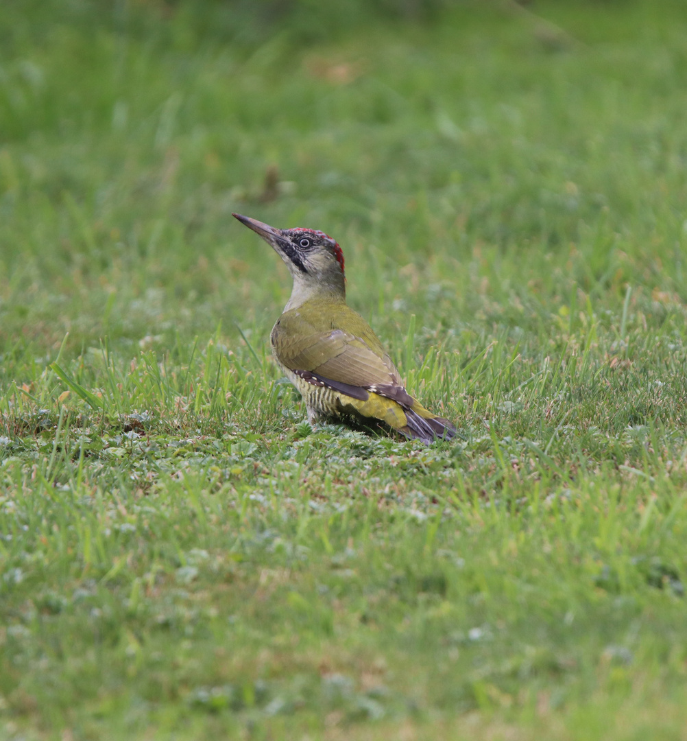Grünspecht im Garten Foto & Bild fotos, natur, vogel Bilder auf