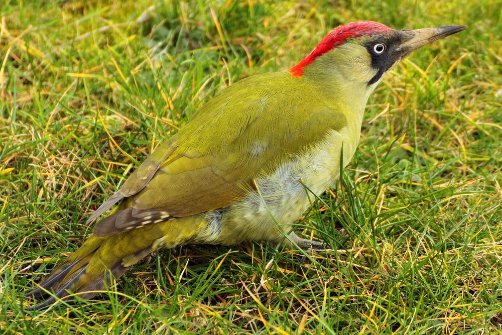 Grünspecht im Garten Foto & Bild tiere, wildlife, wild lebende vögel