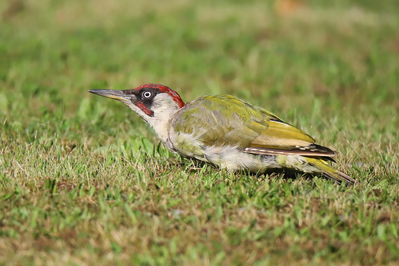 Grünspecht im Garten