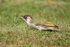 Grünspecht im Garten