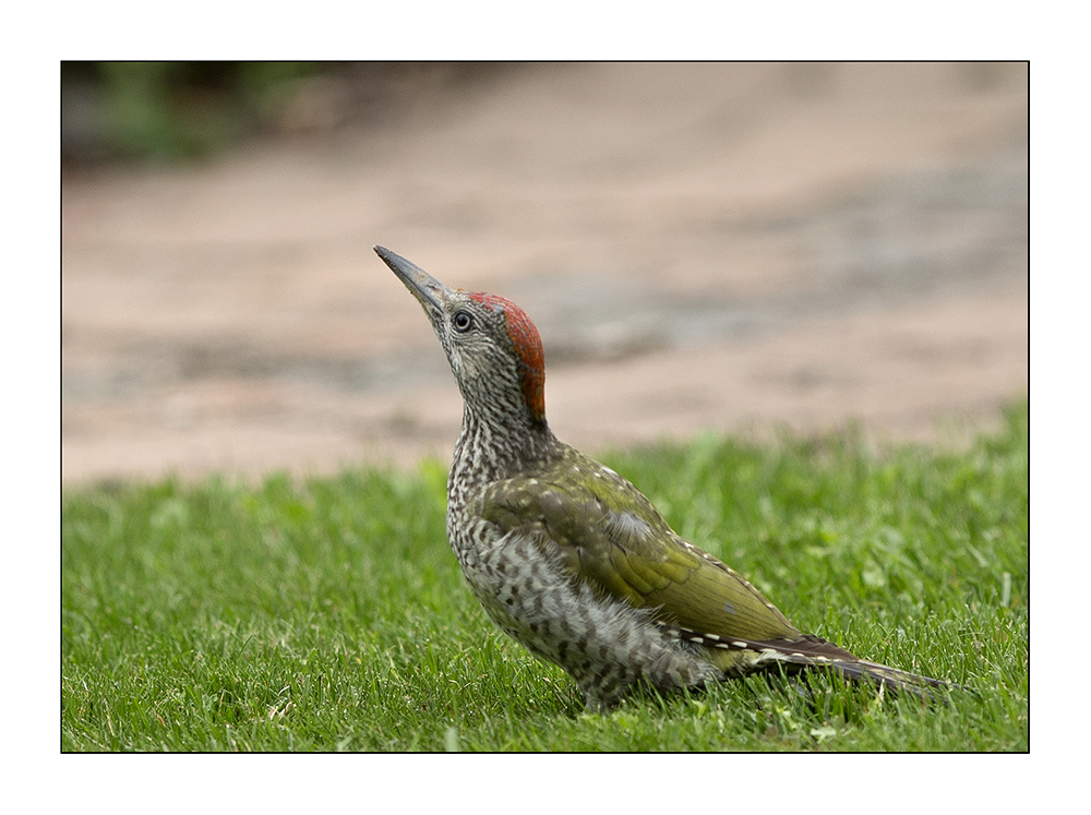 Grünspecht im Garten