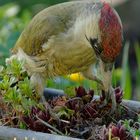 Grünspecht im Garten