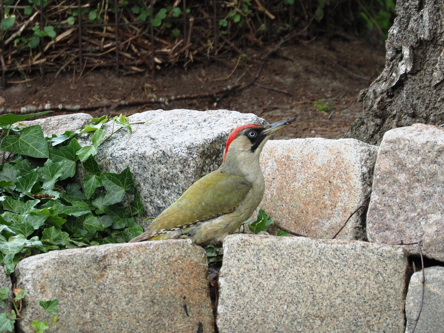 Grünspecht im Garten