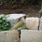 Grünspecht im Garten