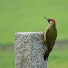 Grünspecht im Garten- eine kleine Fliege(oben links) im Blick