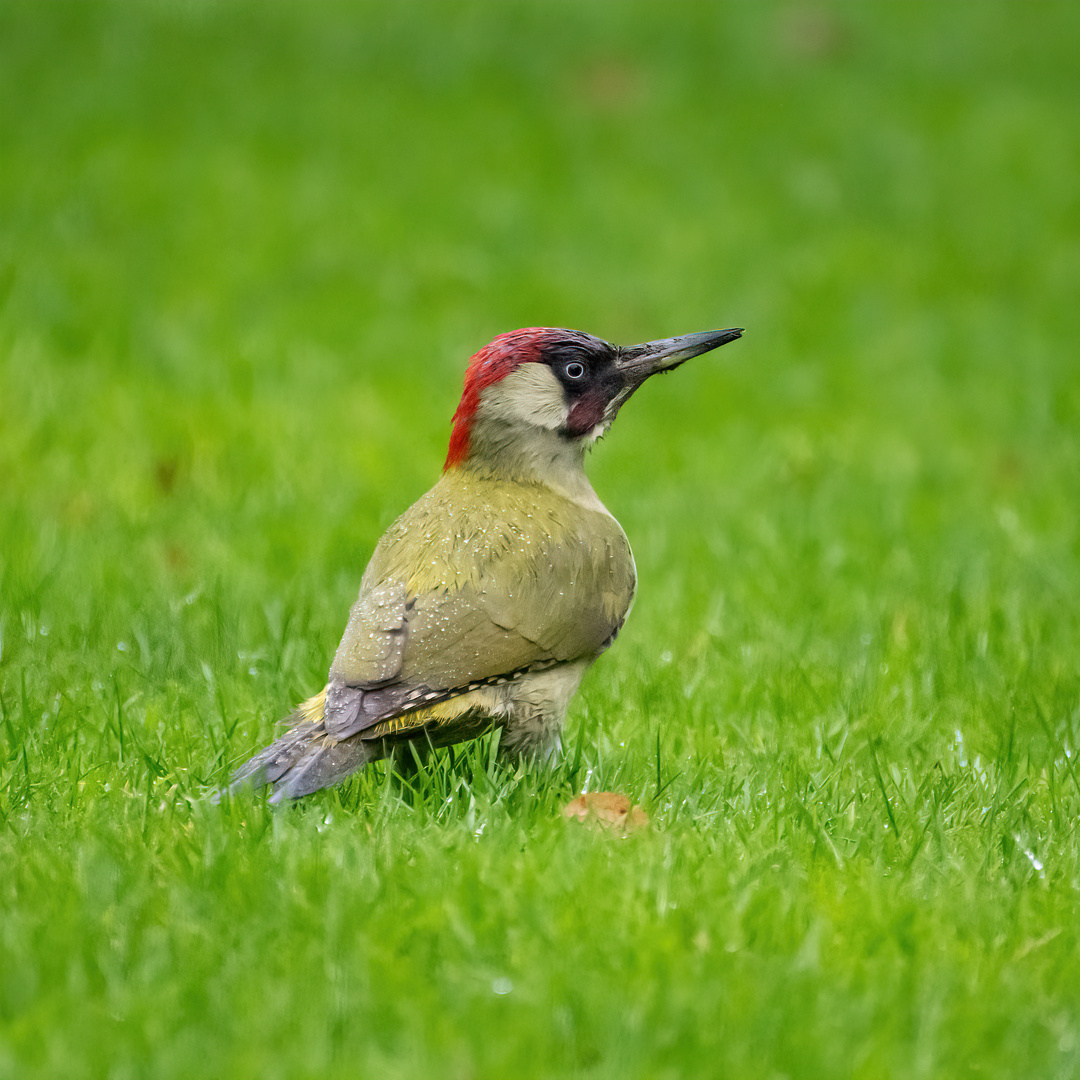 Grünspecht im Gaten ( Picus Viridis)