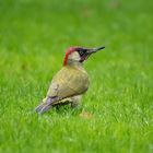 Grünspecht im Gaten ( Picus Viridis)