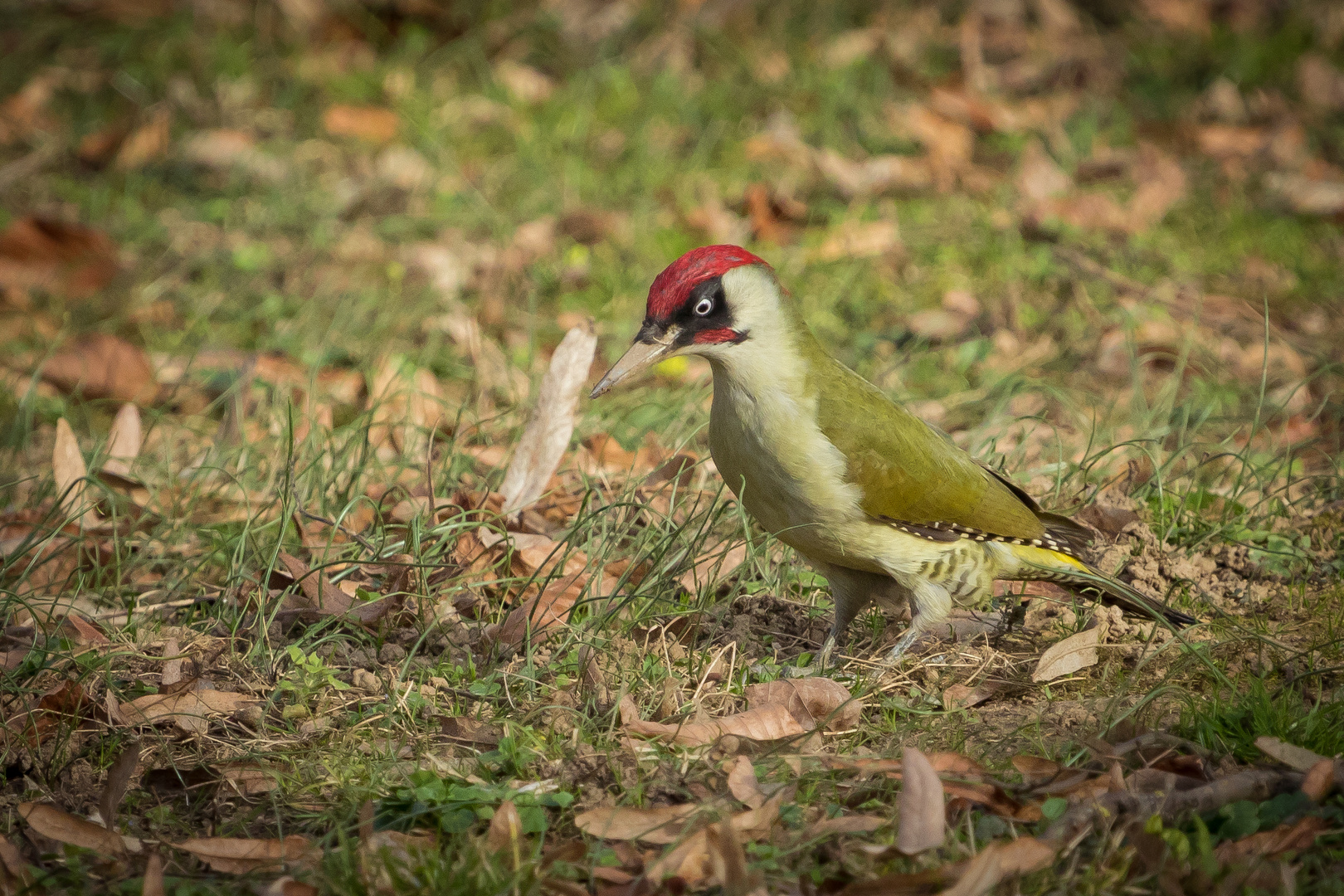 Grünspecht im Kurpark