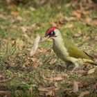 Grünspecht im Kurpark