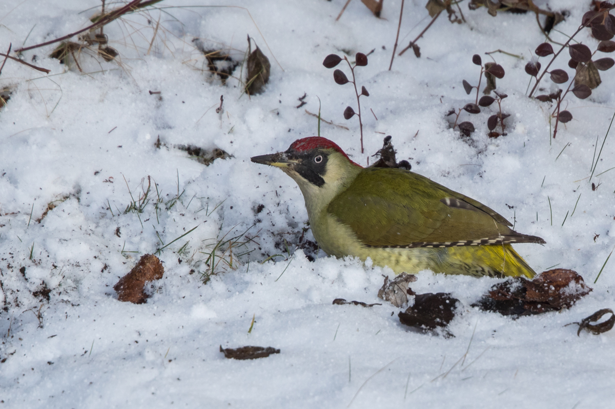 Grünspecht im Schnee