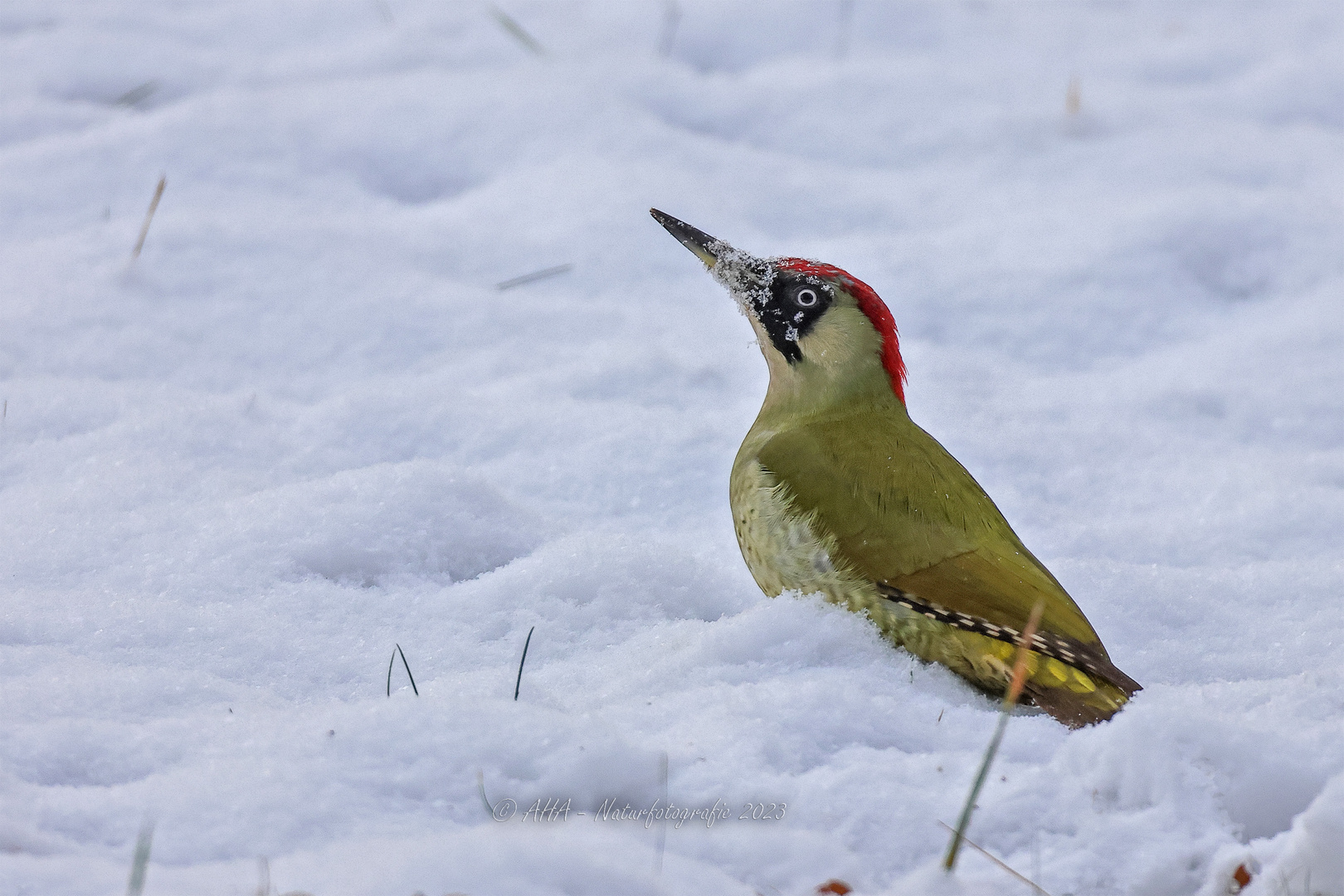 Grünspecht im Schnee