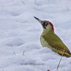 Grünspecht im Schnee