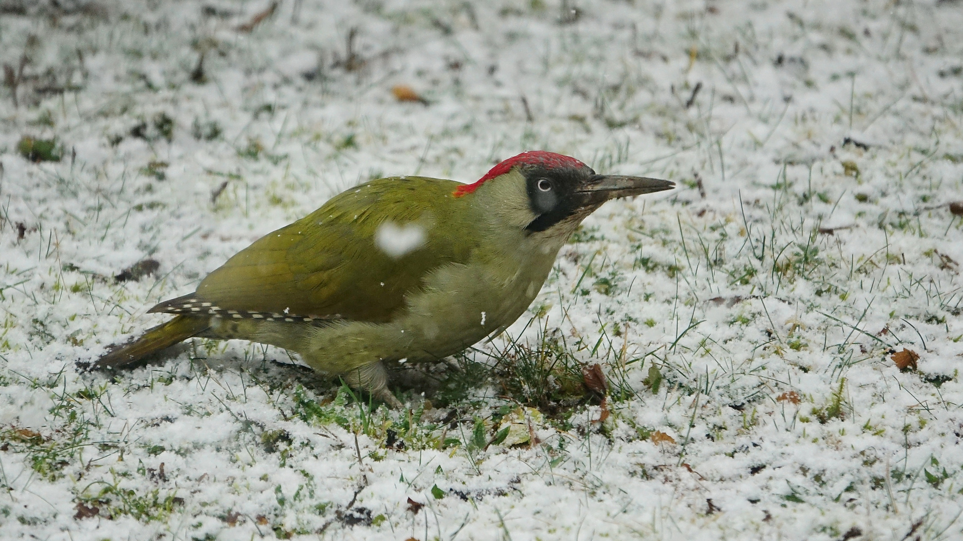 Grünspecht im Schneetreiben