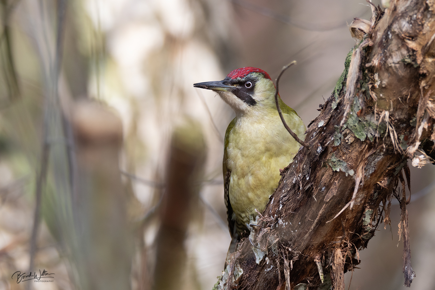 Gruenspecht im Wald