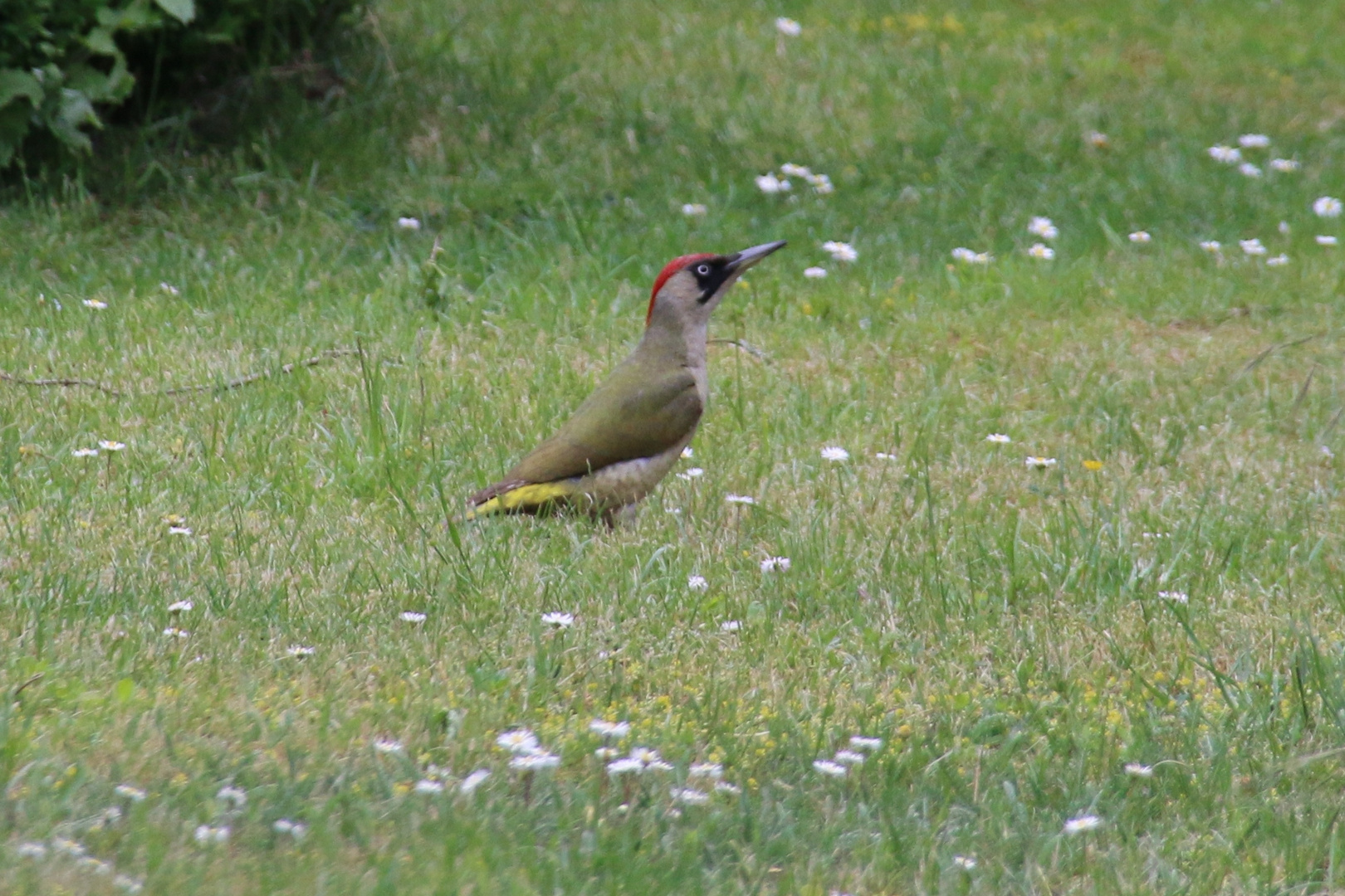 Grünspecht in Nachbars Garten