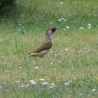 Grünspecht in Nachbars Garten