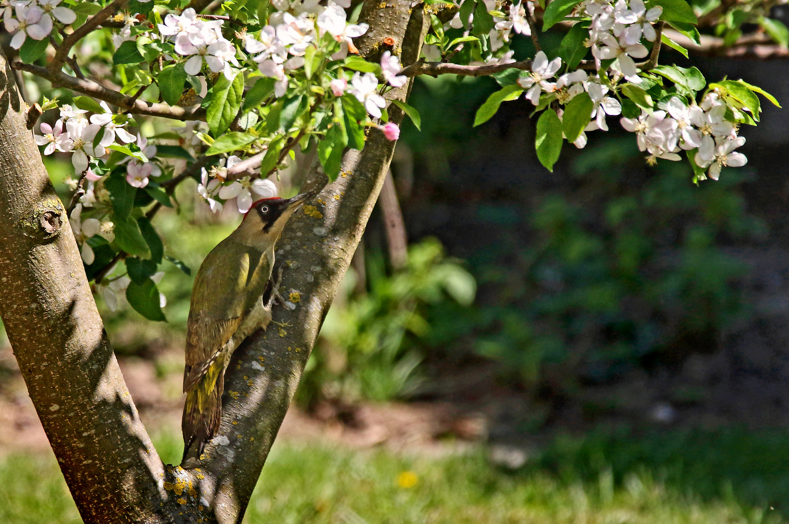 "Grünspecht in Nachbar's Garten"