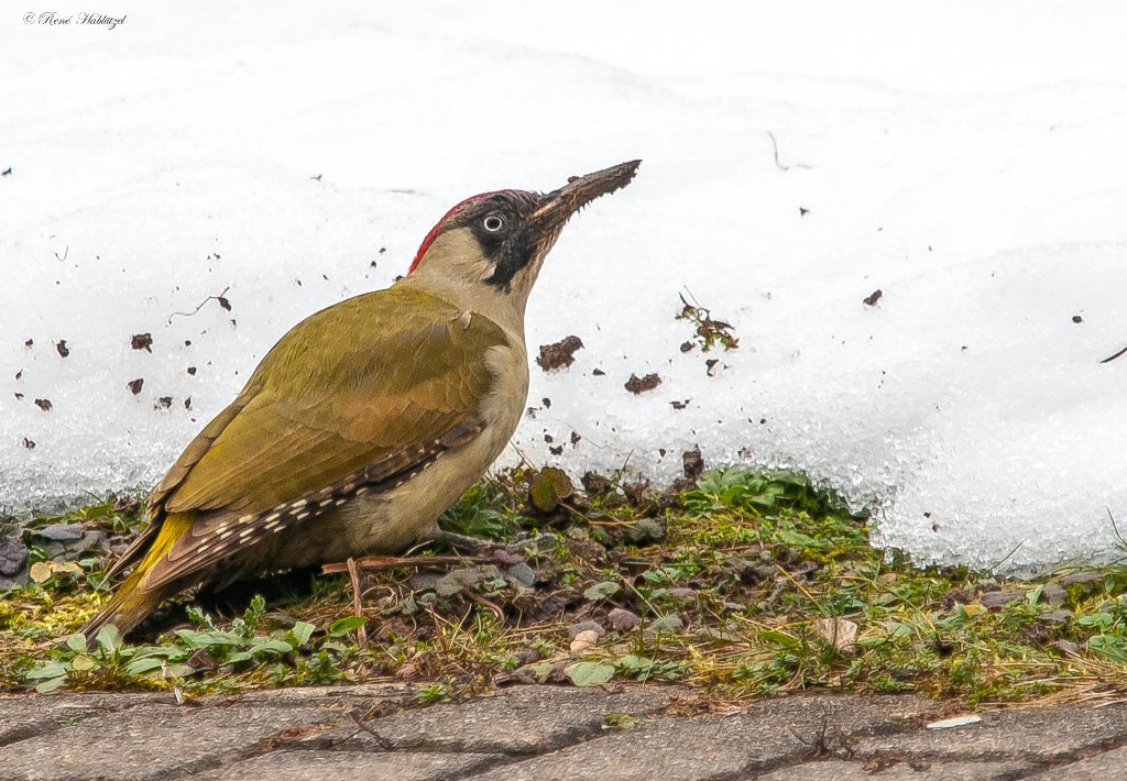 Grünspecht in unserem Garten