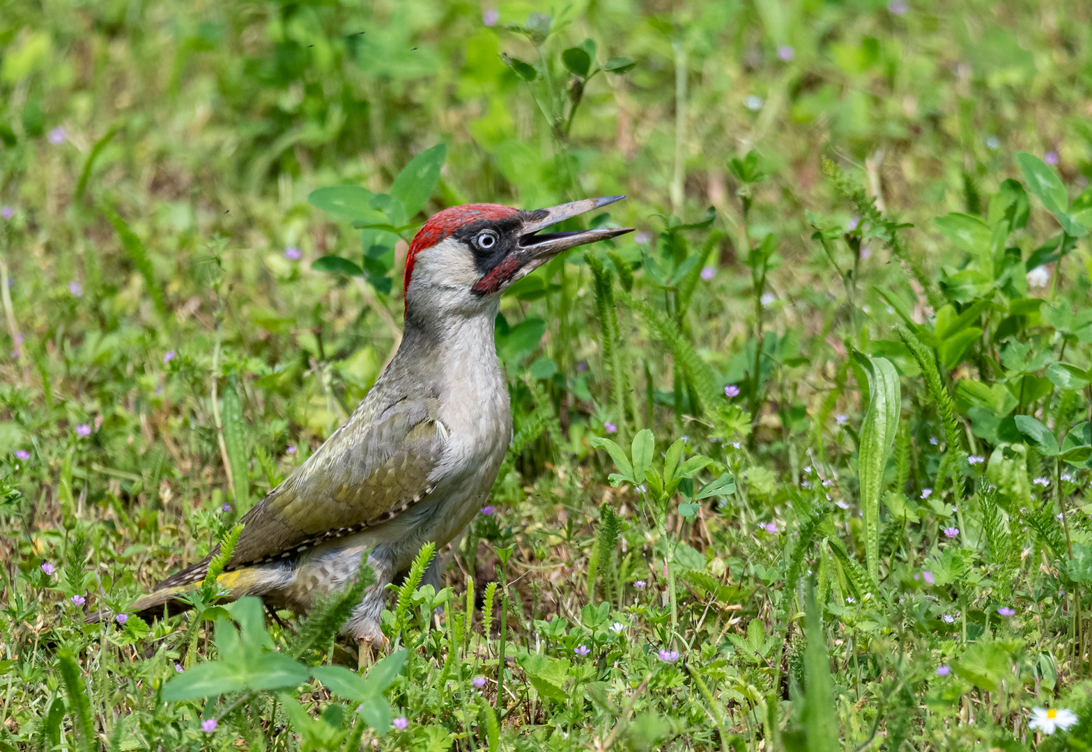 Grünspecht in unserem Garten