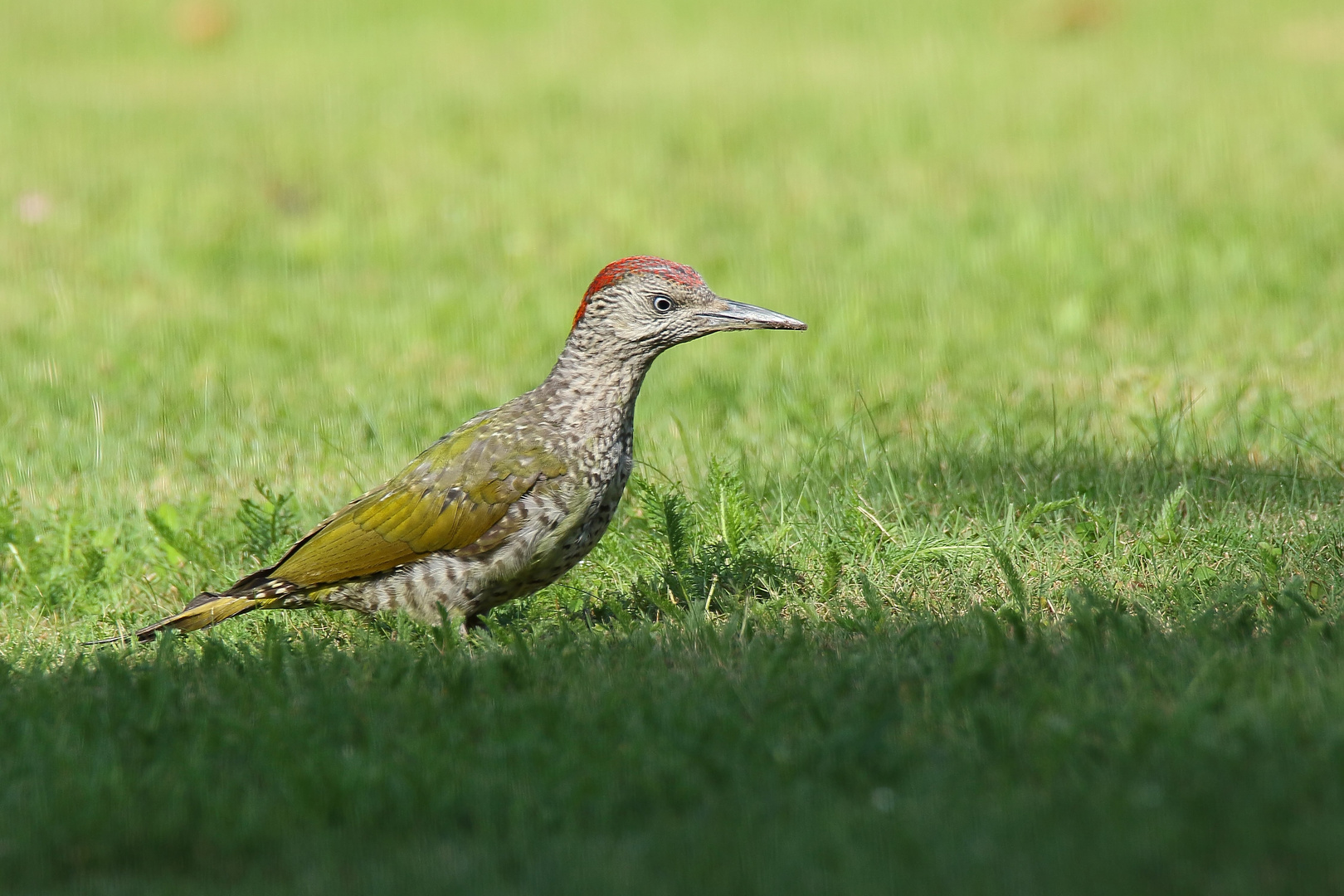 Grünspecht-Jungvogel