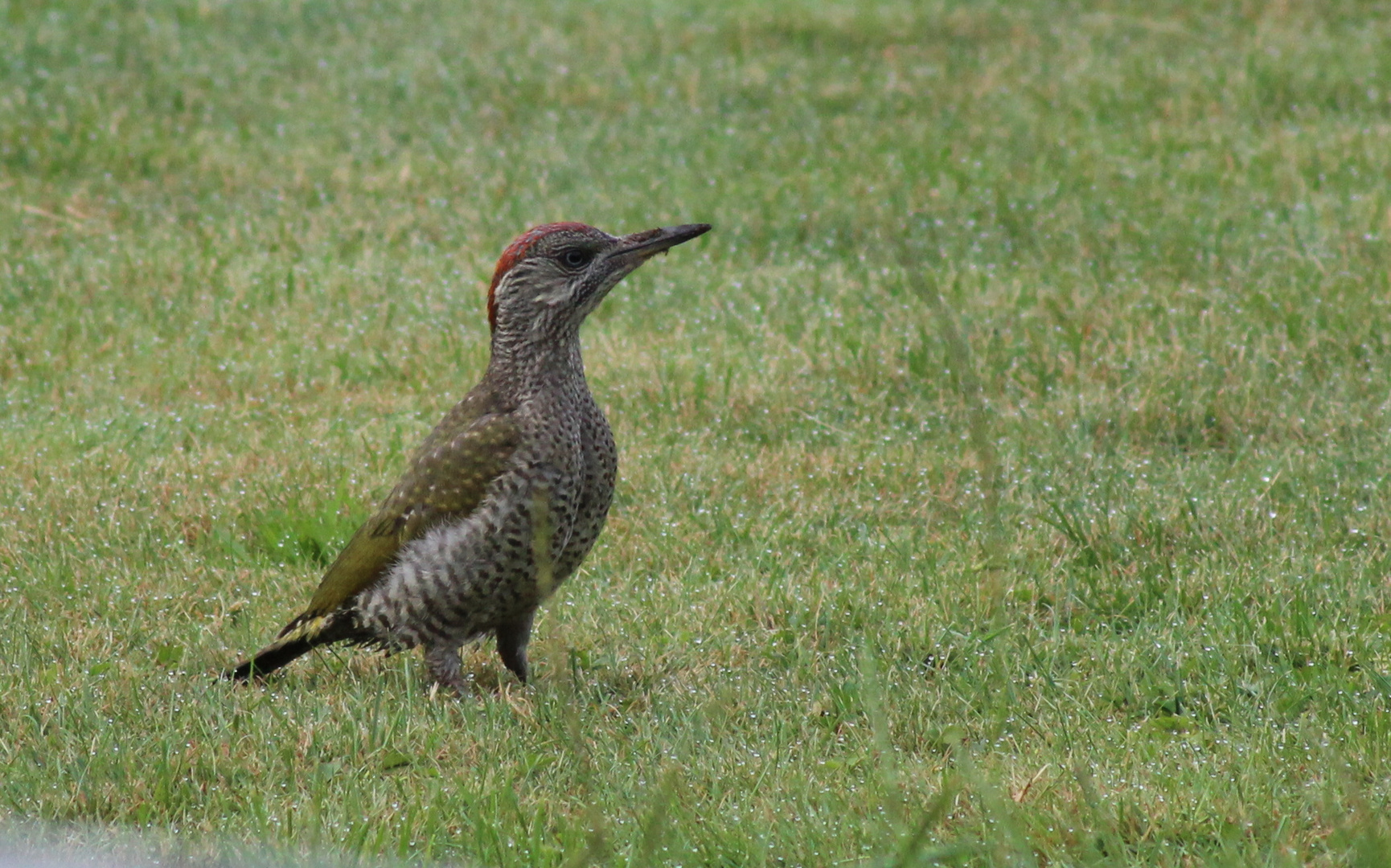 Grünspecht Jungvogel