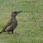 Grünspecht Jungvogel