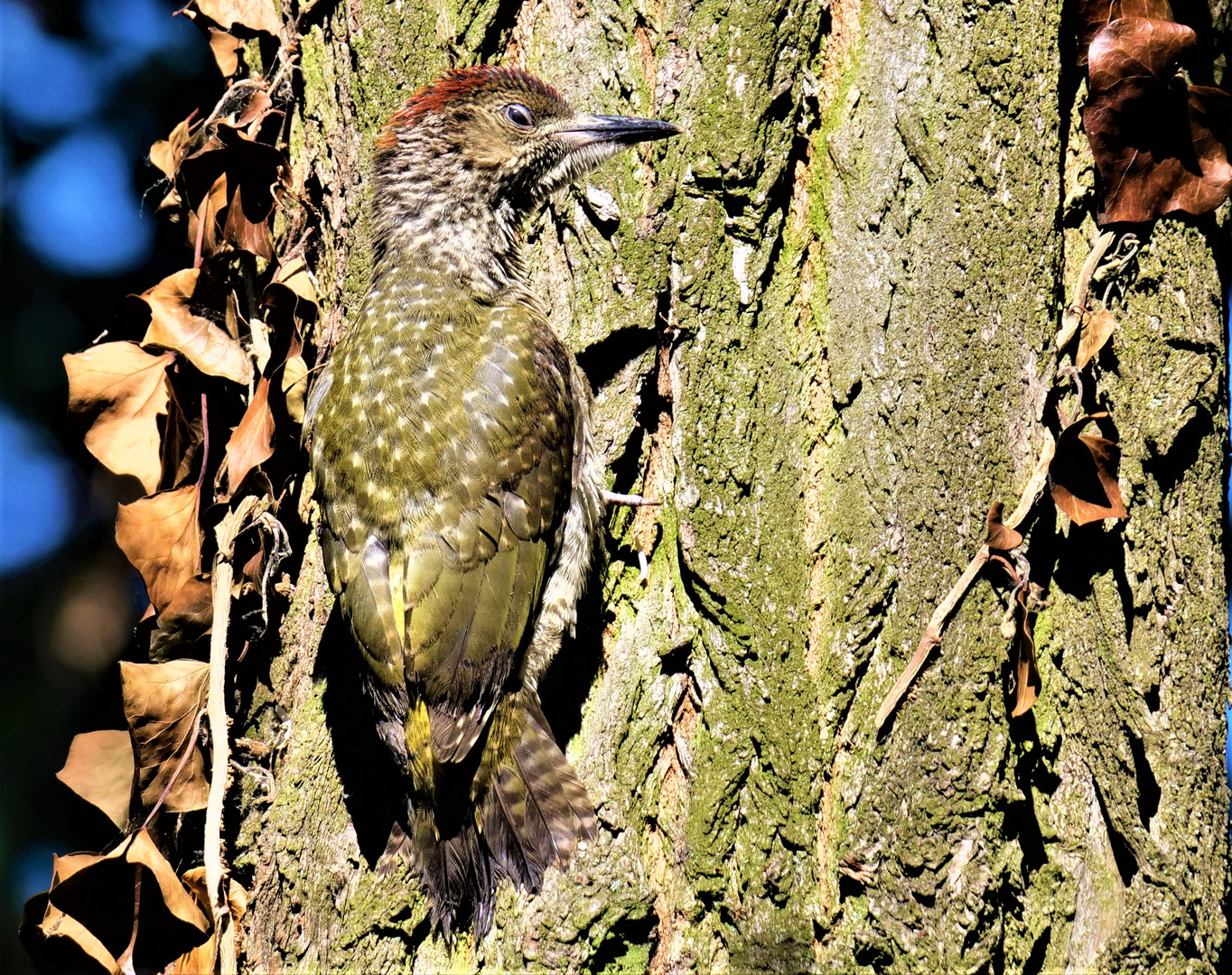 Grünspecht (Jungvogel)