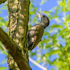 Grünspecht Jungvogel