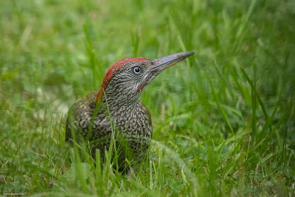 Grünspecht juvenil