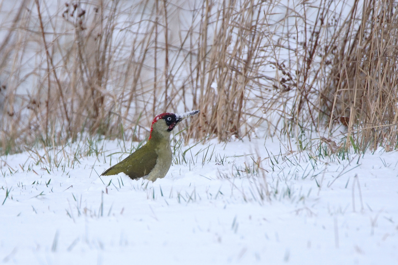 Grünspecht Männchen im Schnee