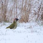Grünspecht Männchen im Schnee