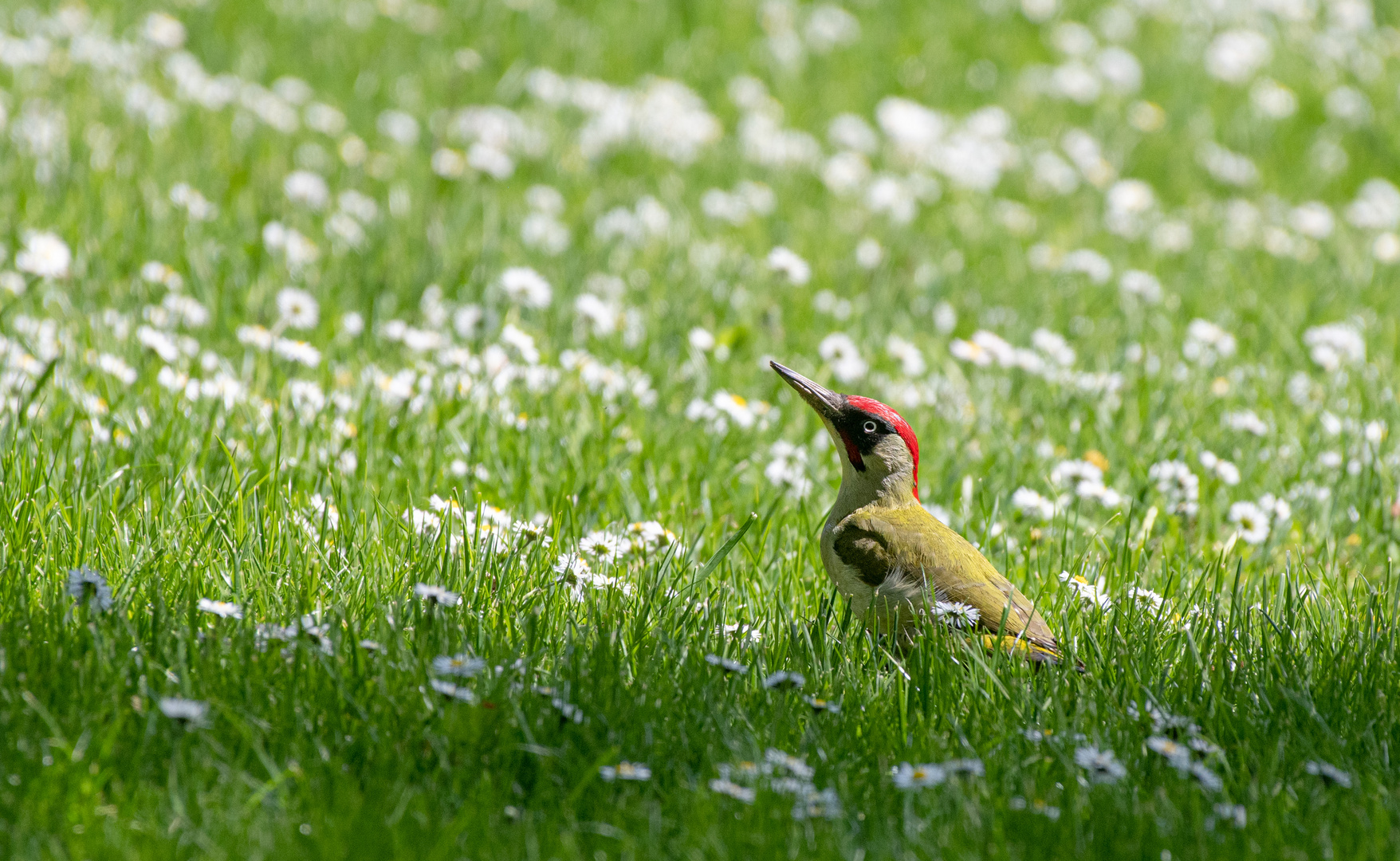 Grünspecht mit Gänseblümchen