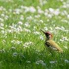 Grünspecht mit Gänseblümchen