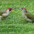 Grünspecht mit Jungvogel