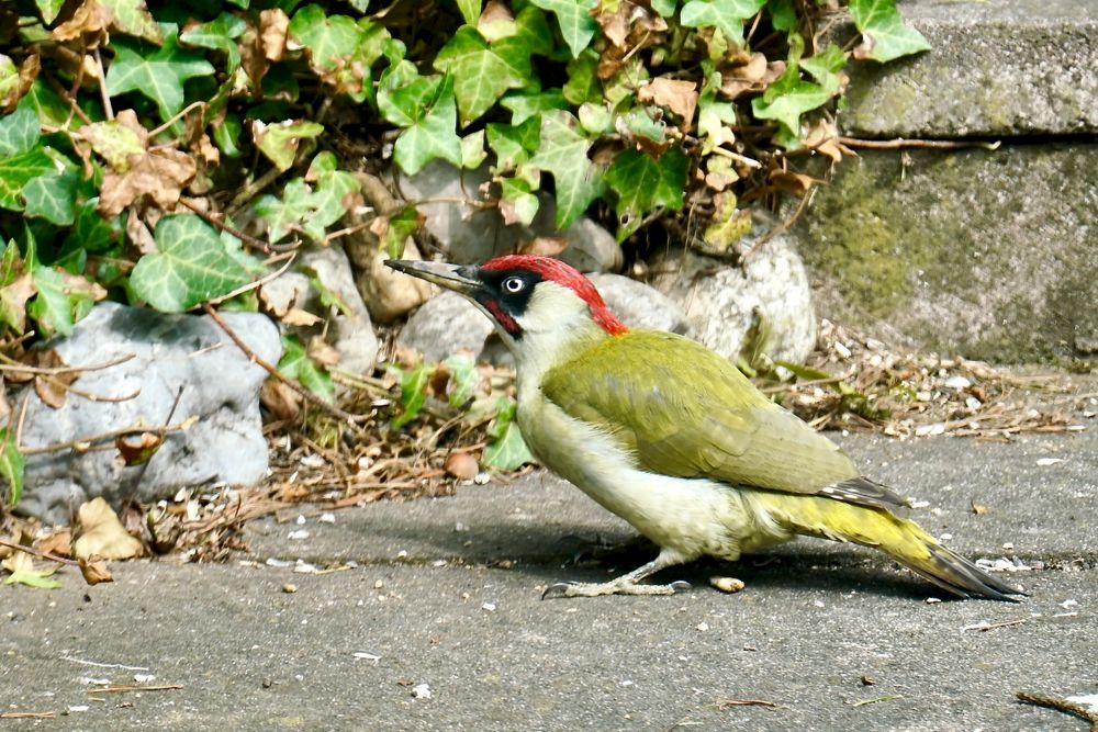 Grünspecht (Picus viridis)