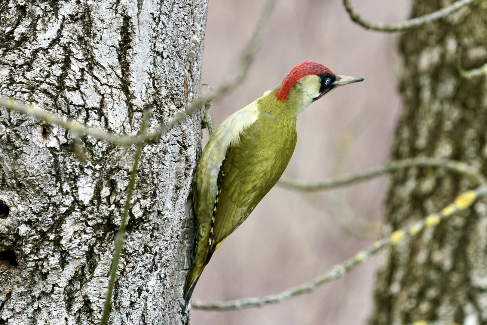 Grünspecht (Picus viridis)