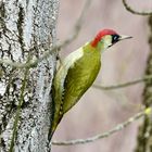 Grünspecht (Picus viridis)