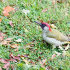 Grünspecht (Picus viridis)